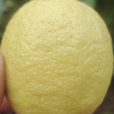 柠檬