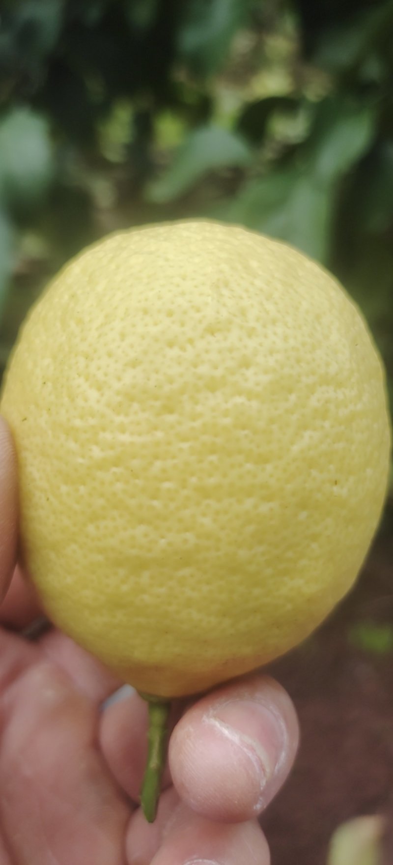 柠檬