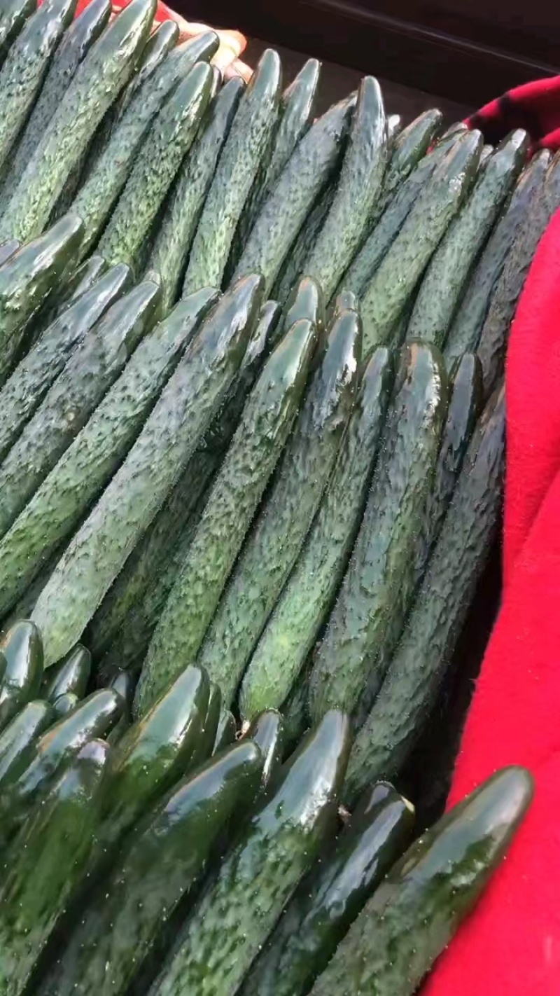湛江密刺黄瓜、青瓜，现摘现发，量大质优，产地直供