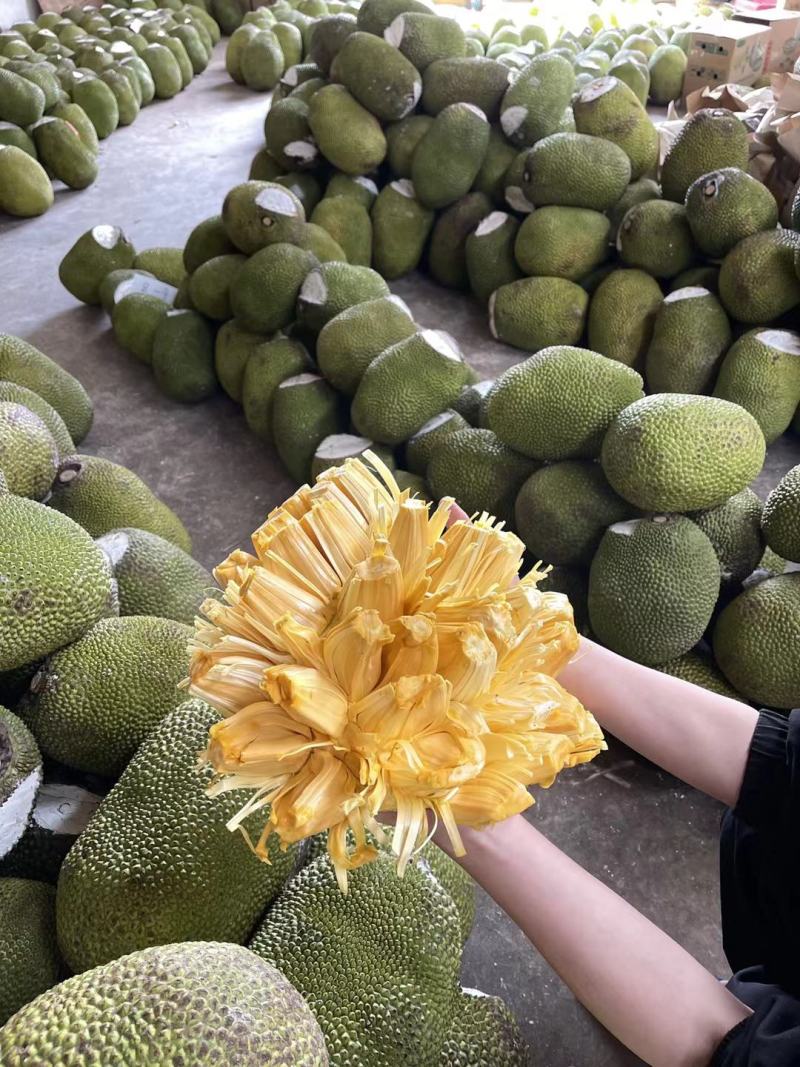云南西双版纳红肉菠萝蜜青皮新鲜水果一件代发批发