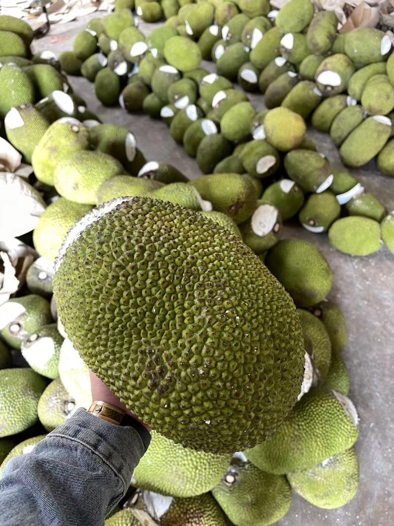 云南西双版纳红肉菠萝蜜青皮新鲜水果一件代发批发