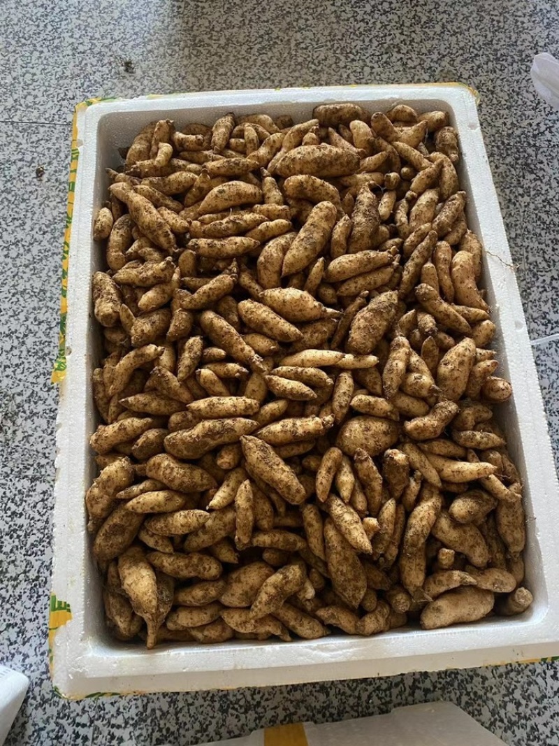 高海拔乌红杂交天麻种子零代种源种