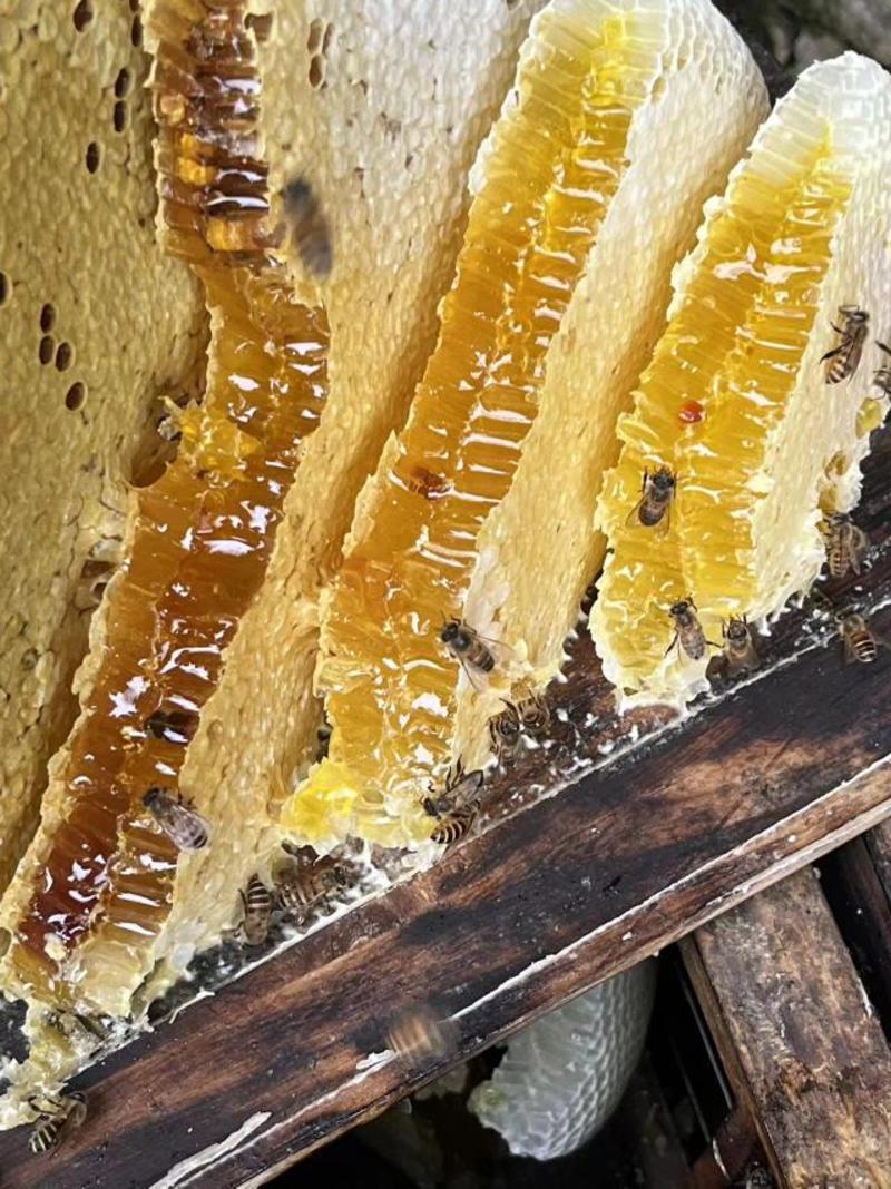 高山土蜂蜜