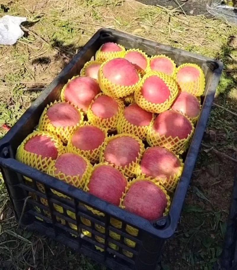 河南【红富士苹果】产地批发保质保量坏烂包赔