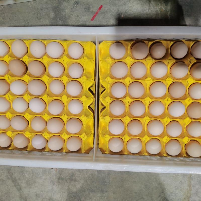 山东富硒土鸡蛋，粉8鸡场直发可喷码提供检测报告欢迎电联