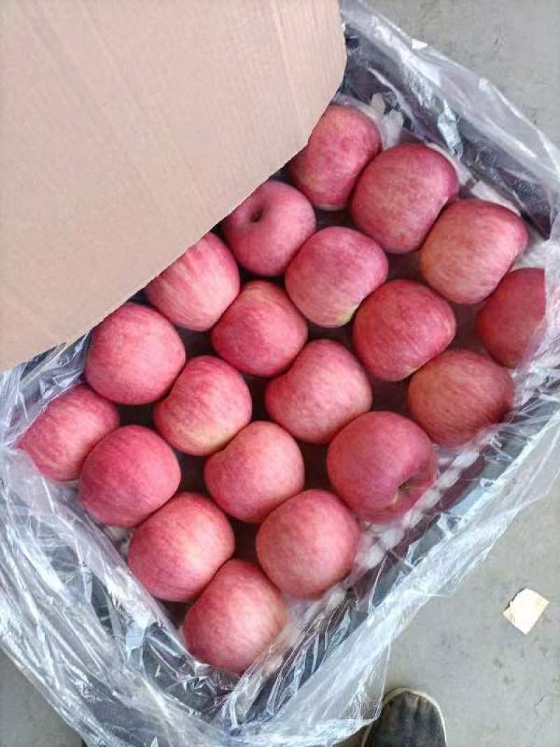 山东【红富士苹果】产地批发保质保量坏烂包赔