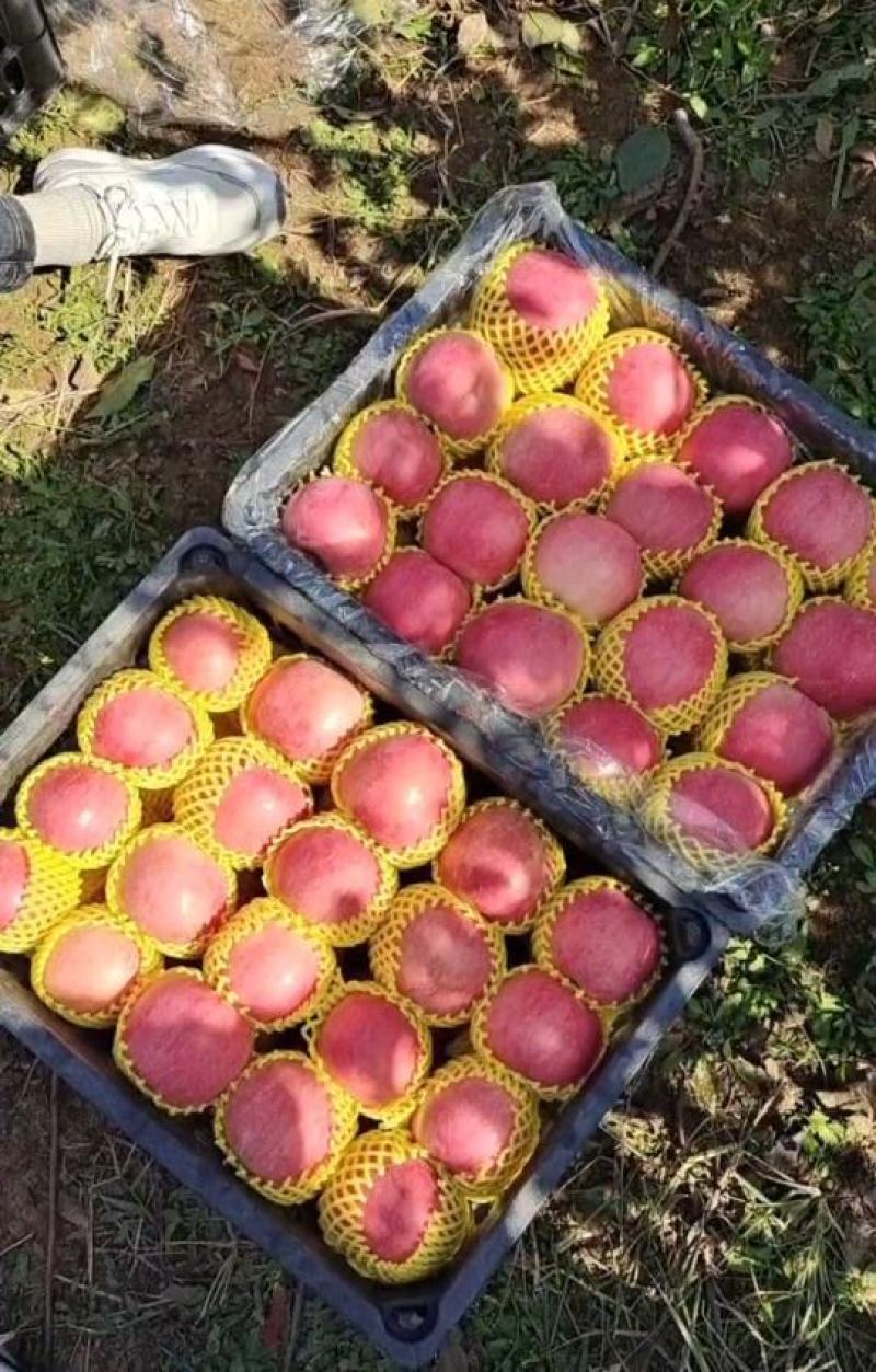 山东【红富士苹果】产地批发保质保量坏烂包赔