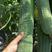 皱皮丝瓜种子长沙农科院早皱二号丝瓜种子耐热性强产量高褶皱