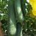 皱皮丝瓜种子长沙农科院早皱二号丝瓜种子耐热性强产量高褶皱