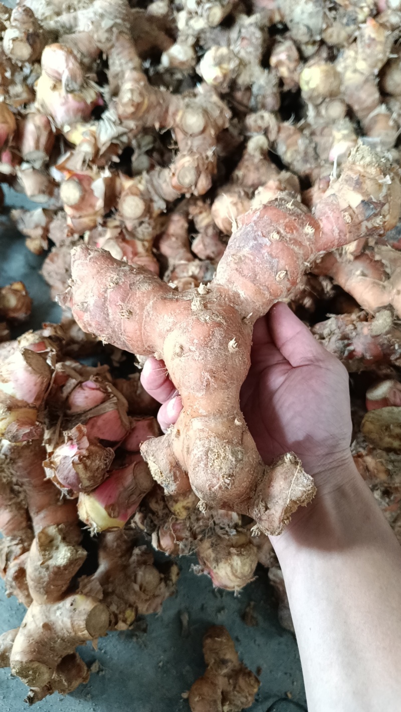 潮汕正宗红皮南姜5斤10斤全国发货欢迎来电详谈