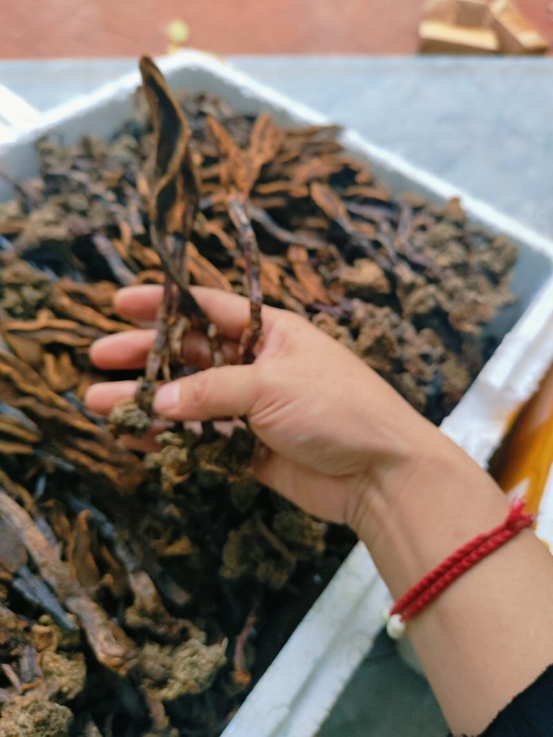 回春草需要请看图来电！