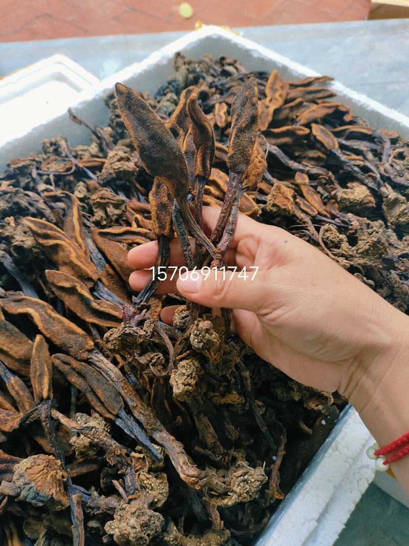 回春草需要请看图来电！