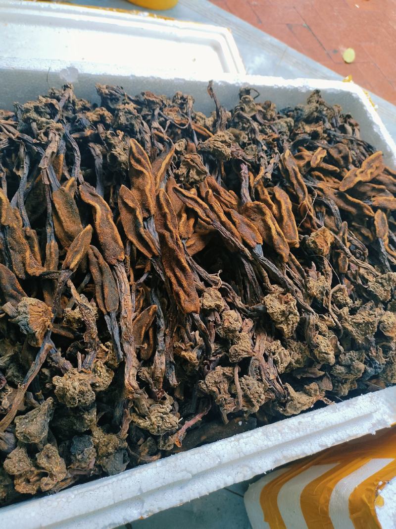 回春草需要请看图来电！