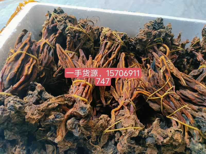 回春草需要请看图来电！