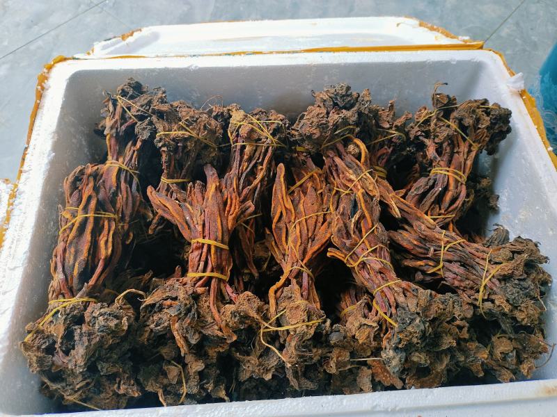 回春草需要请看图来电！