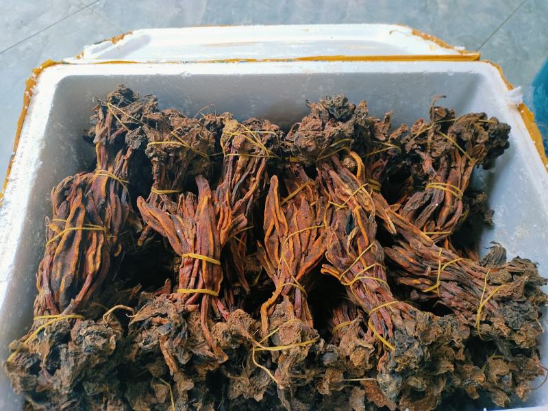 回春草需要请看图来电！