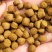 30蛋白1.5赖氨高档罗非料