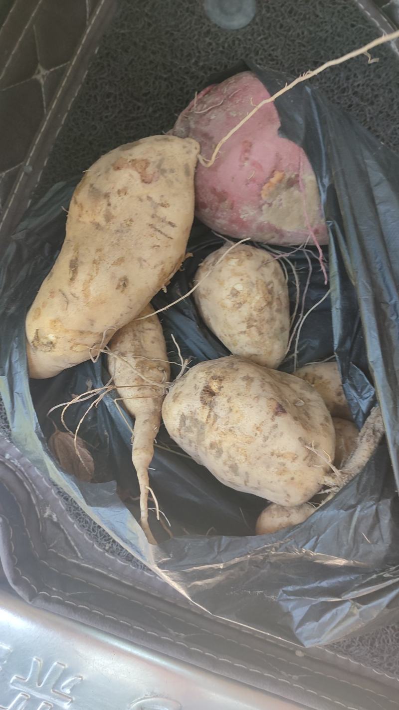 供应潮汕西瓜红，新上市现挖现卖，量大从优产地直发保质保量