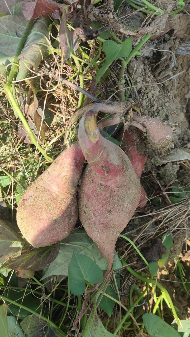 供应潮汕西瓜红，新上市现挖现卖，量大从优产地直发保质保量
