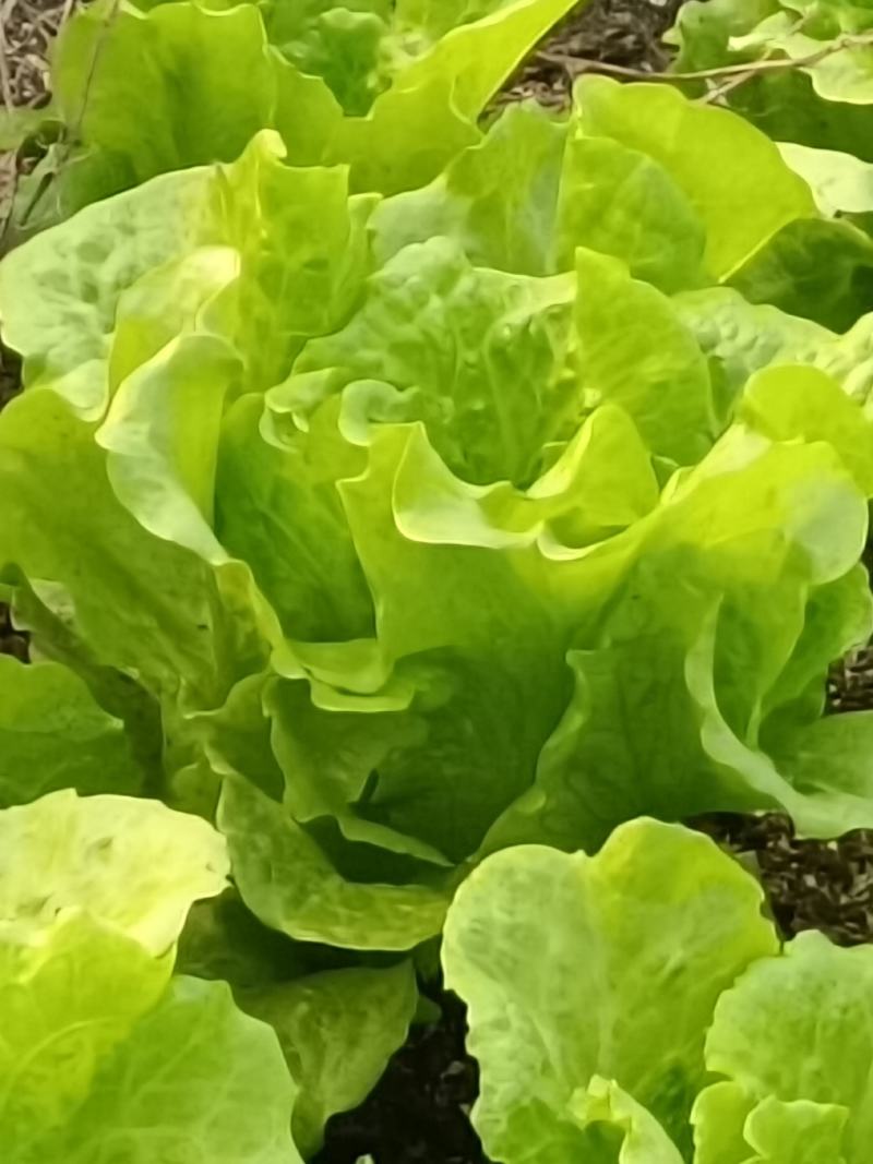 南阳大面积生菜优质大量有货一手货源