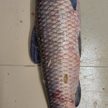 草鱼，青鱼