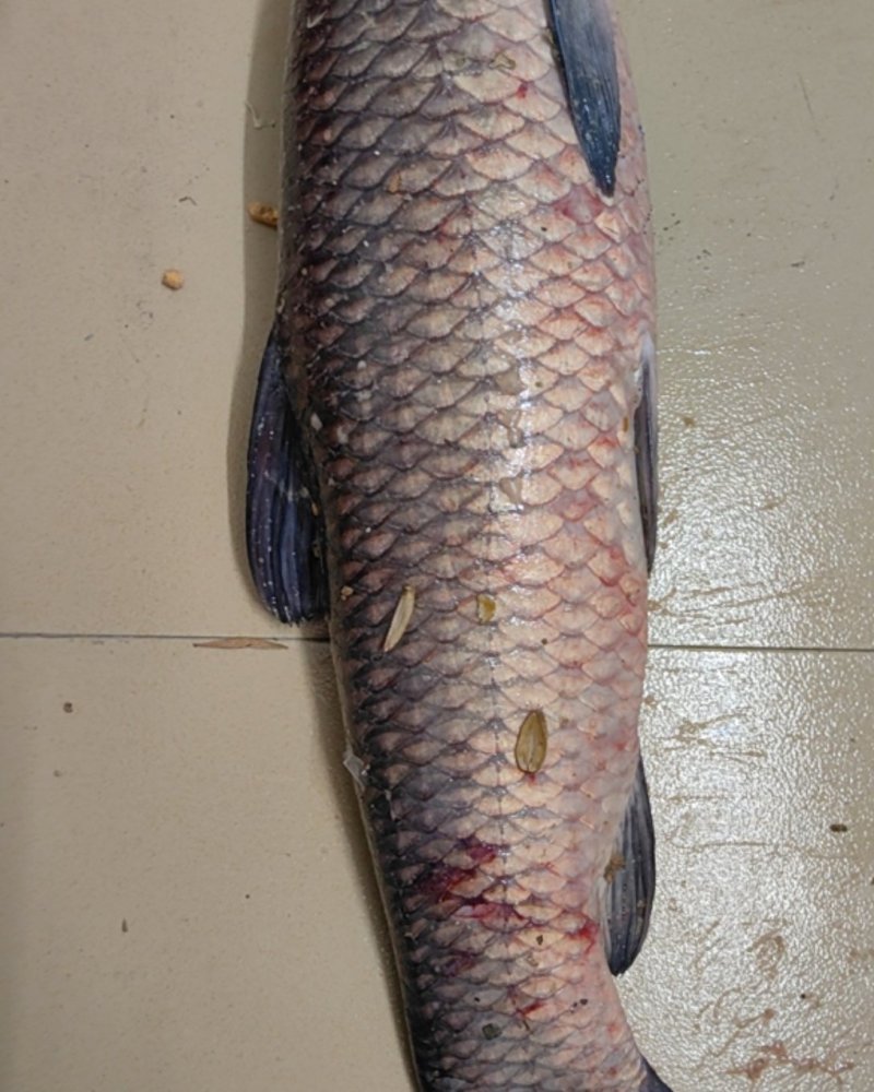 草鱼，青鱼