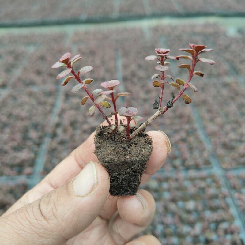 红景天穴盘苗，小球玫瑰小苗批发