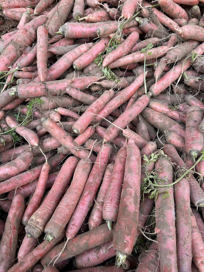 库存红萝卜精品土萝卜新鲜上市欢迎批发价格合理