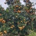 北碚447锦橙，产地直发，一手货源，品质保证，欢迎来电