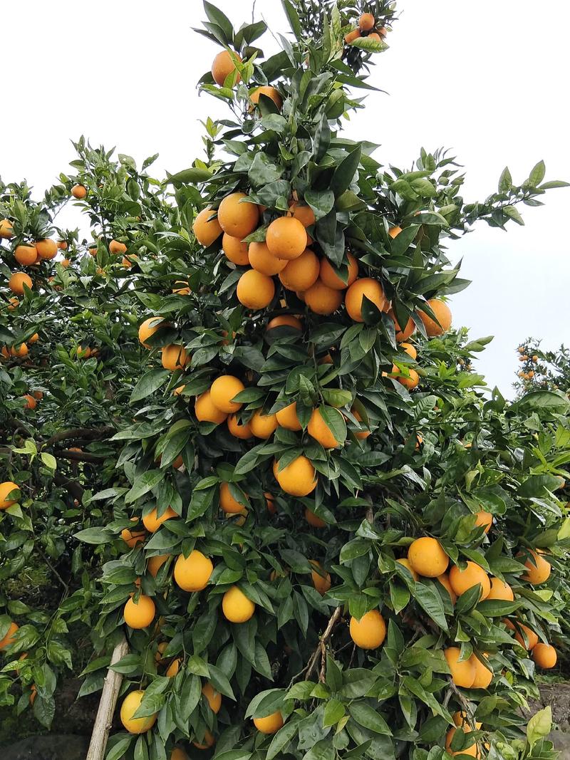 北碚447锦橙，产地直发，一手货源，品质保证，欢迎来电