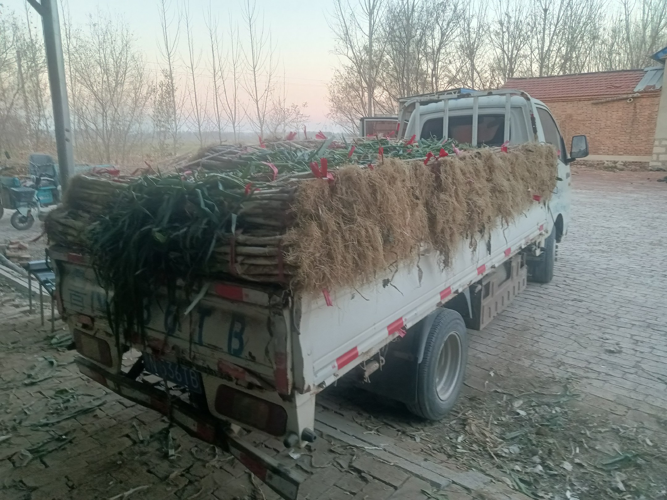 长白大葱装车运输场景