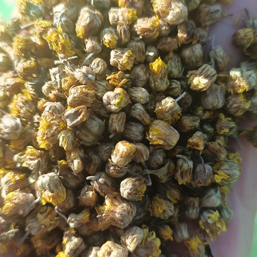 安徽野菊花颗粒，一手货源，可视频看货，价格详谈