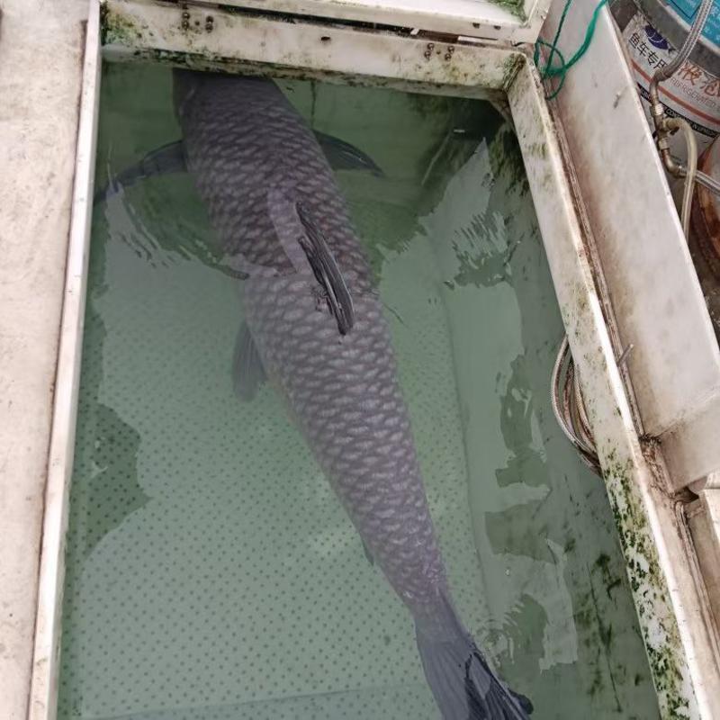 大青鱼，100～200斤