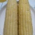 万糯2000冻玉米
