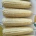 万糯2000冻玉米