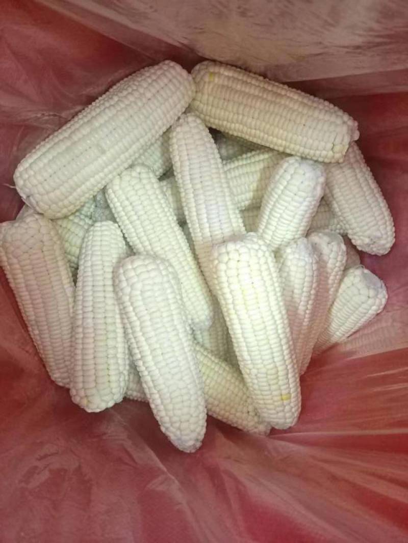 万糯2000冻玉米