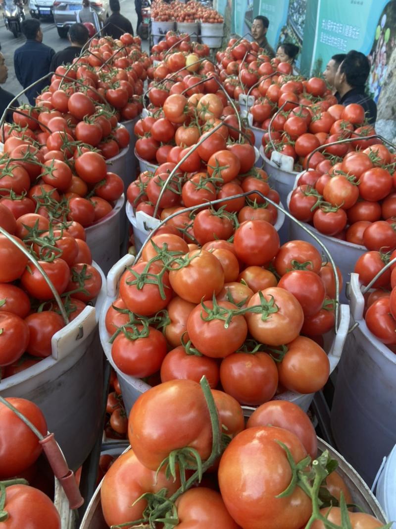 精品大红西红柿🍅大量现货保质保量供应全国市场