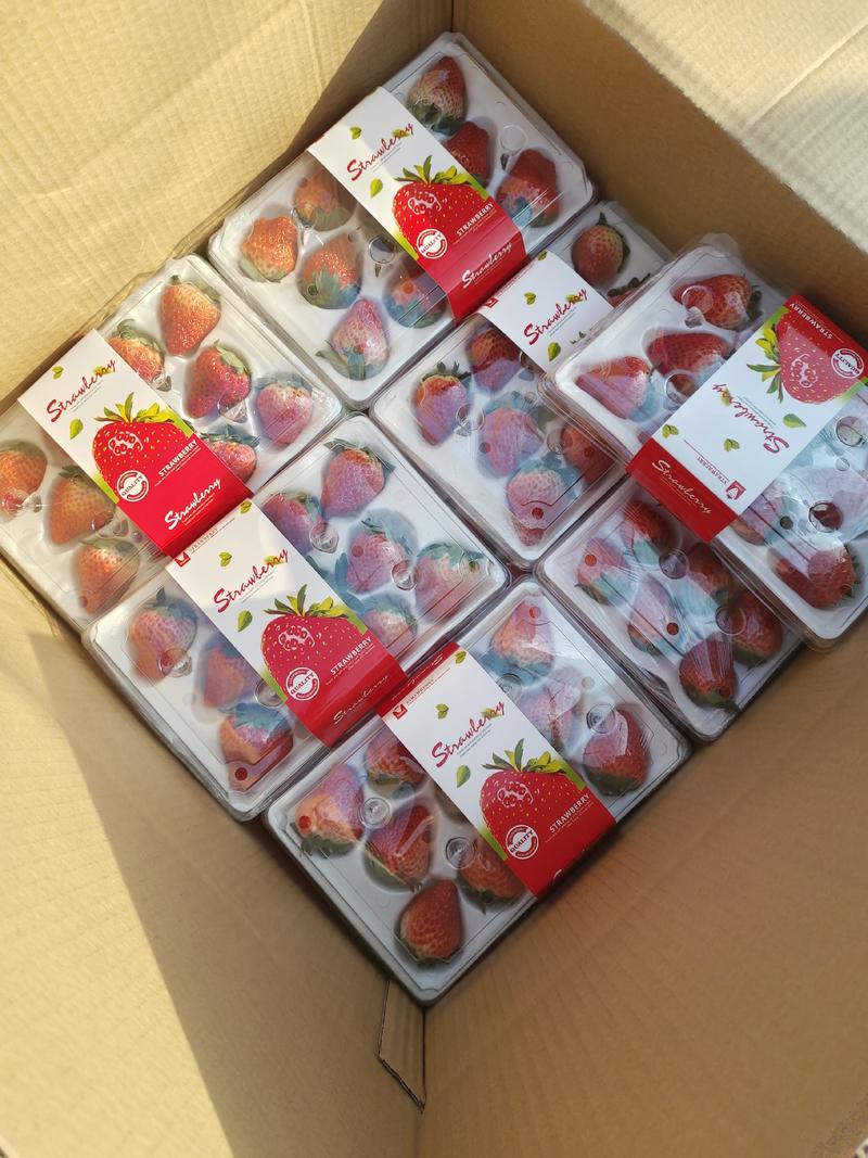 蚌埠红颜草莓大量上市口感好耐运输产地直发