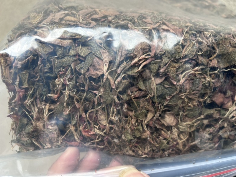 金线莲干品无掺，一手货源，品质保证，量大从优