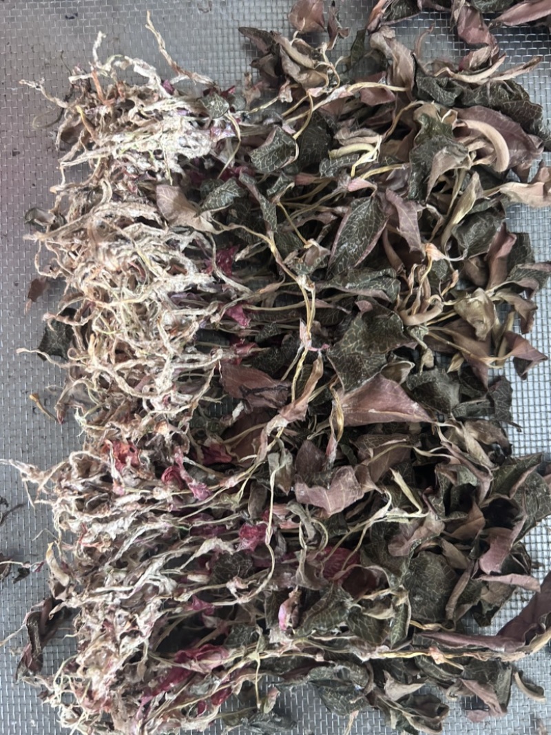 金线莲干品无掺，一手货源，品质保证，量大从优