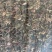 金线莲干品无掺，一手货源，品质保证，量大从优