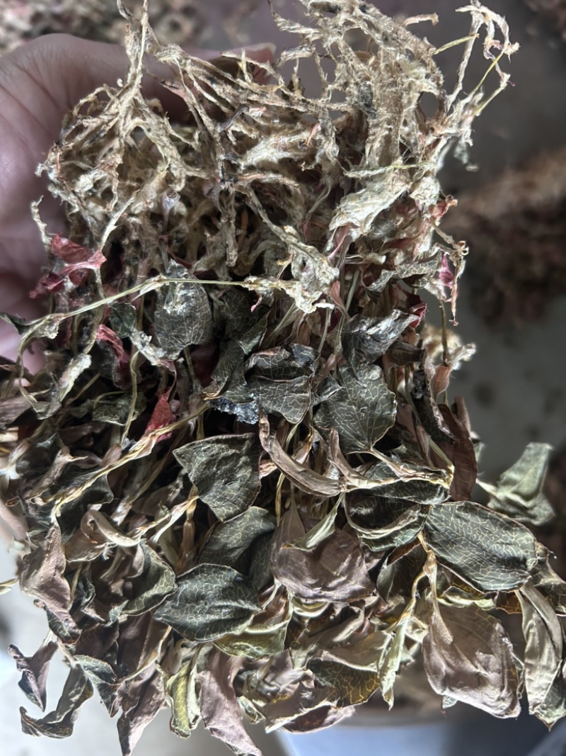 金线莲干品无掺，一手货源，品质保证，量大从优