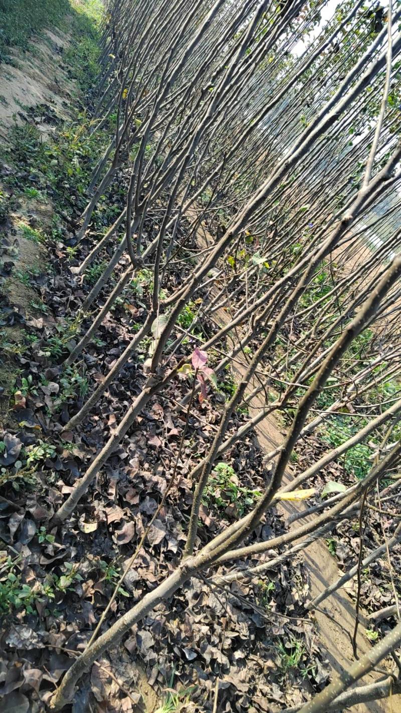 秋月梨树苗山农酥梨树苗玉露香梨树苗