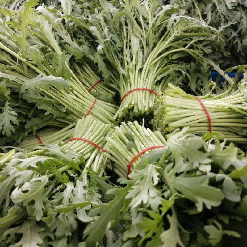 河北精品茼蒿，量大从优，欢迎各位老板随时致电联系