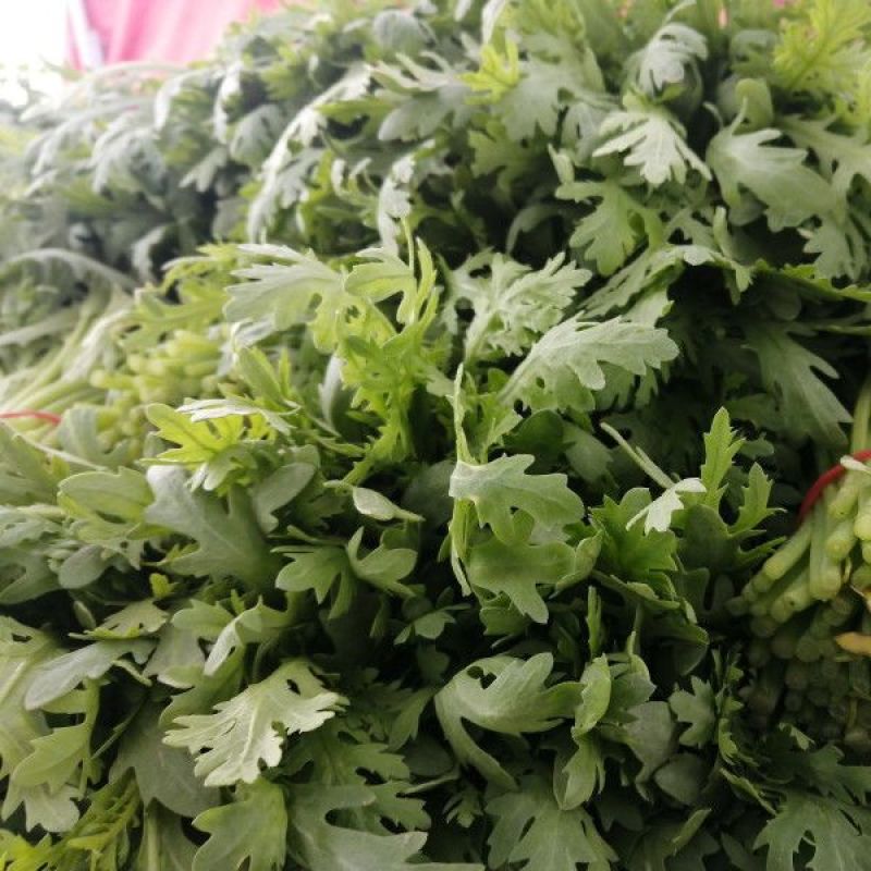 河北精品茼蒿，量大从优，欢迎各位老板随时致电联系