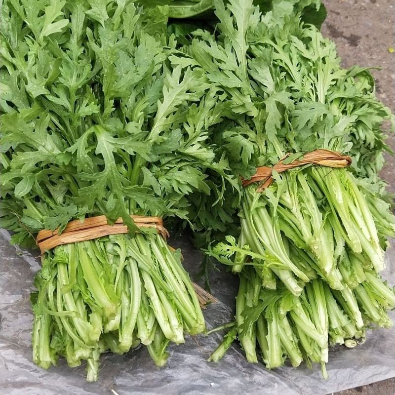 河北精品茼蒿，量大从优，欢迎各位老板随时致电联系