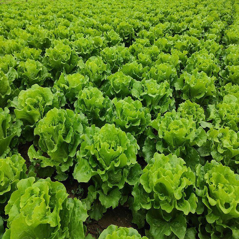 河北精品生菜量大从优，欢迎各位老板随时联系咨询