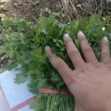 精品香菜大量供货