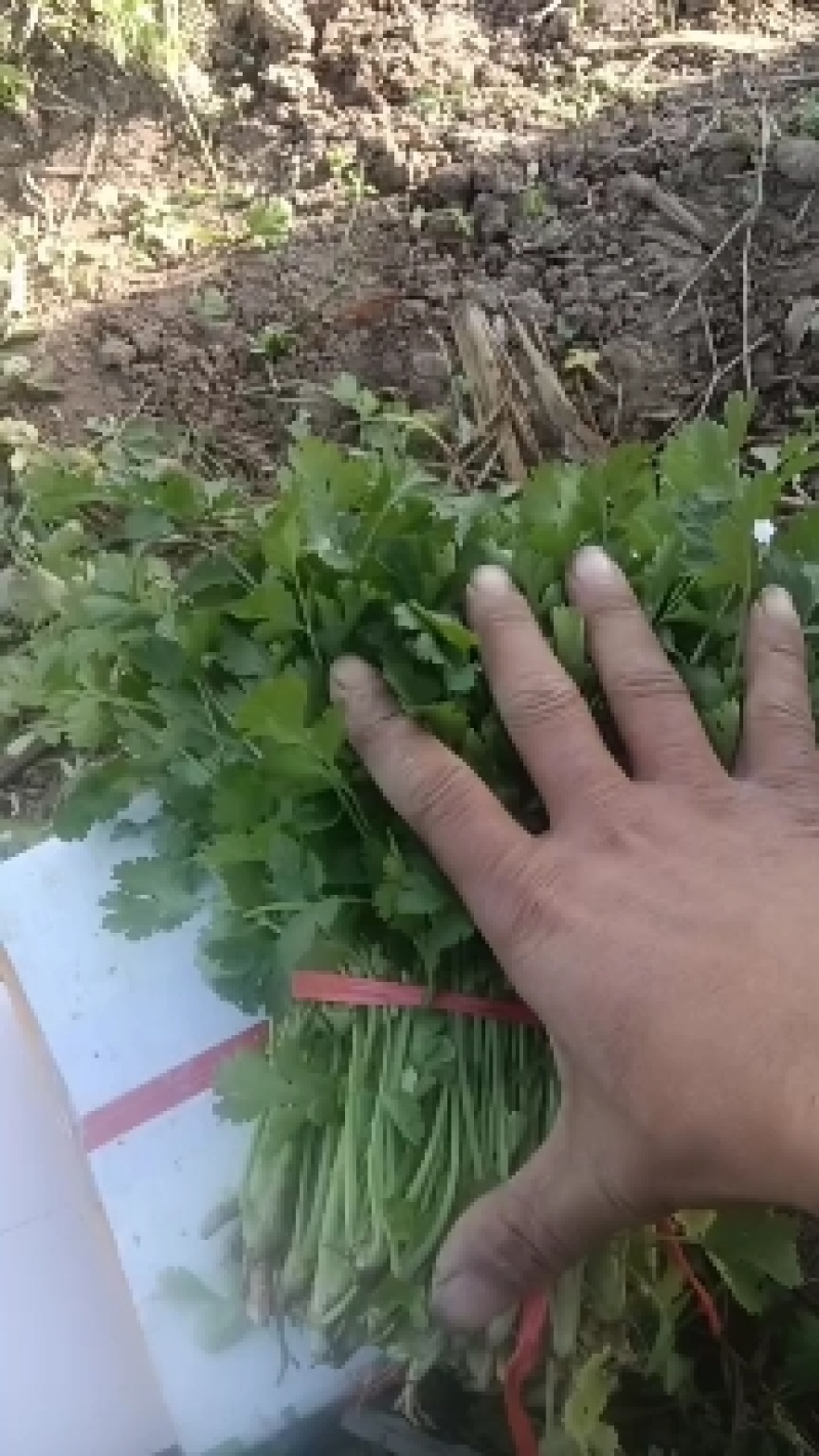 精品香菜大量供货