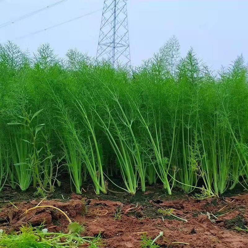 河北精品小茴香，量大从优，欢迎各位老板随时致电咨询洽谈合